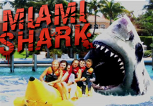 Miami Shark