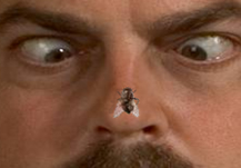 Pedro Fly Catcher